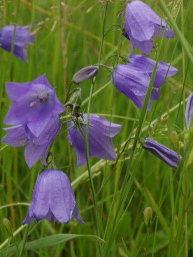 Campanula rotundifolia