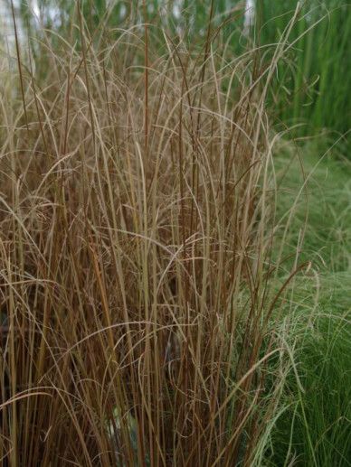 Carex buc. ‘Red Rooster’ (GRAS)