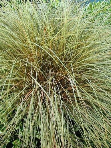Carex com. ‘Bronze Form’ (GRAS)