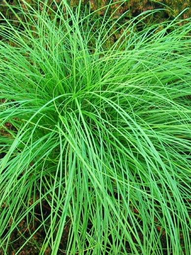 Carex com. ‘Frosted Curls’ (GRAS)