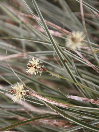 Carex panicea (GRAS)