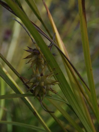 Carex grayi (GRAS)