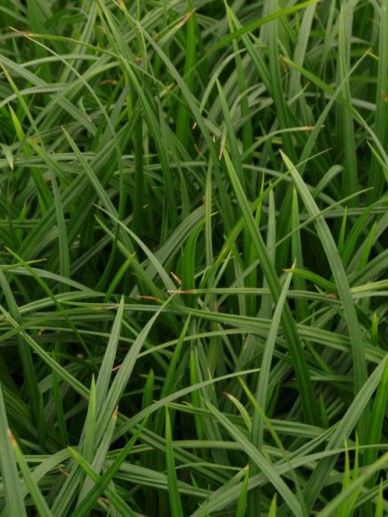 Carex mor. ‘Irish Green’ (GRAS)