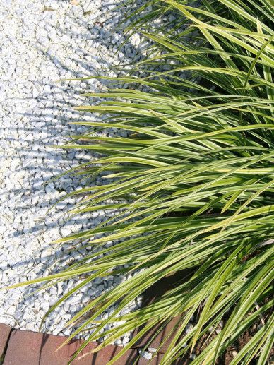 Carex mor. ‘Variegata’ (GRAS)