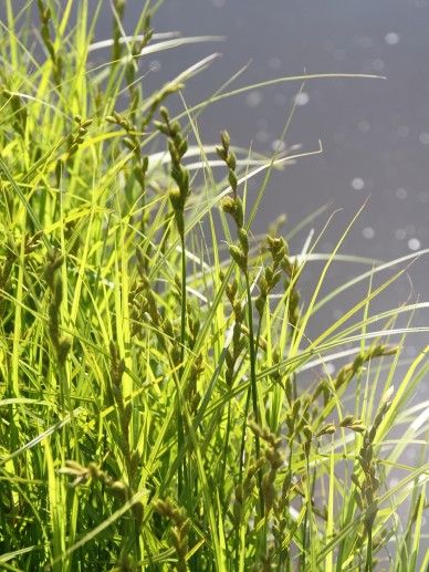 Carex muskingumensis (GRAS)