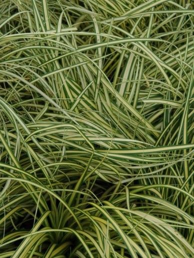 Carex osh. ‘Evergold’ (GRAS)