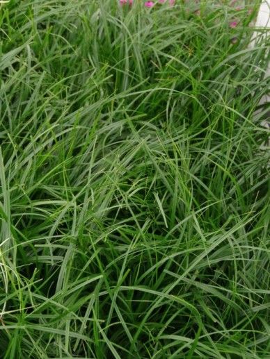 Carex osh. ‘Evergreen’ (GRAS)