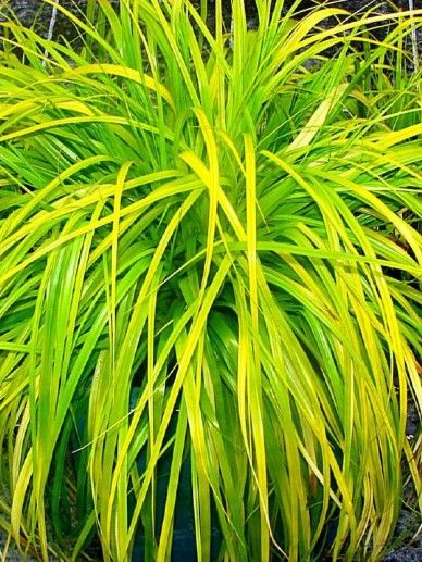 Carex osh. ‘Everillo’ (GRAS)