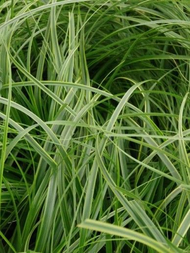 Carex osh. ‘Everlime’ (GRAS)