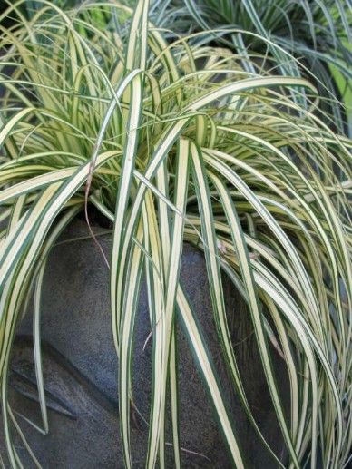 Carex osh. ‘Eversheen’ (GRAS)