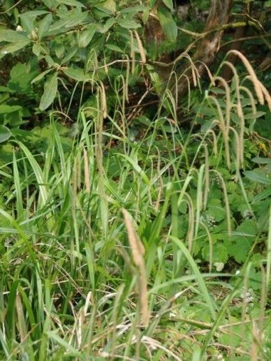 Carex pendula (GRAS)