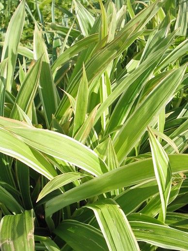 Carex orn. ‘Variegata’ (GRAS)