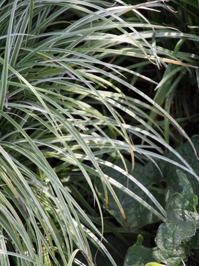 Carex sid. ‘Silver Sceptre’ (GRAS)