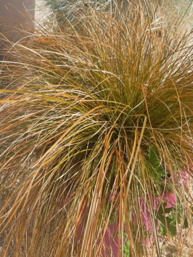 Carex testacea (GRAS)