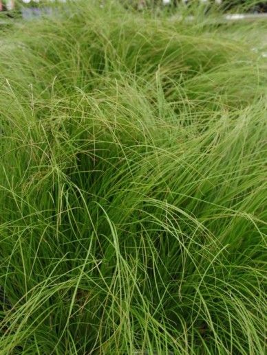 Carex tes. ‘Prairie Fire’ (GRAS)