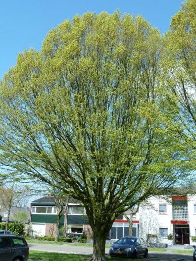 Carpinus bet. ‘Pendula’