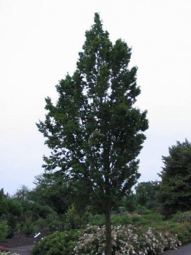 Carpinus bet. ‘Frans Fontaine’