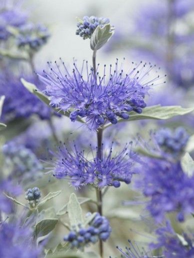 Caryopteris cla. ‘Sterling Silver’