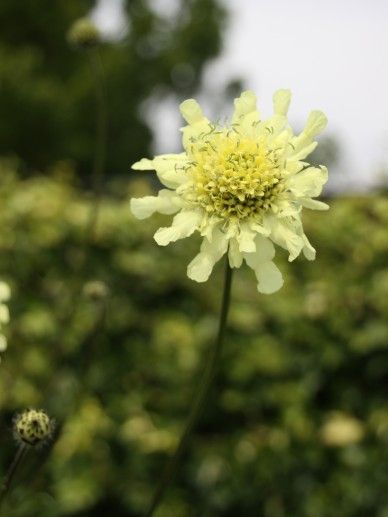 Cephalaria gigantea (GEEL)