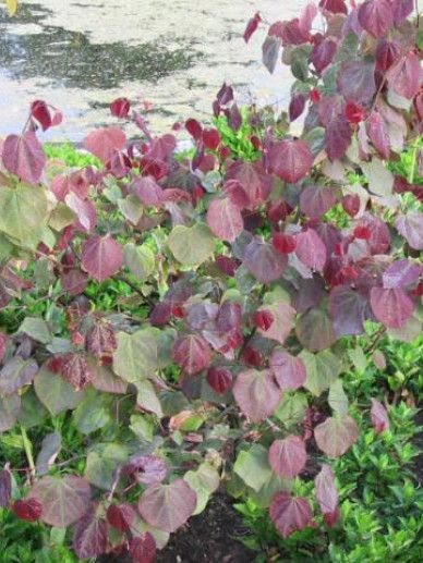 Cercis can. ‘Forest Pansy’ (ROZE/ROODBLADIG)