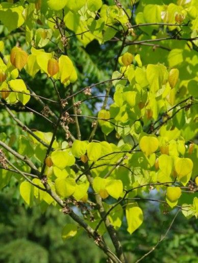 Cercis can. ‘Heart’s of Gold’ (ROZE/GEELBLADIG)