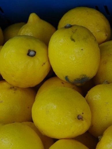 Citrus limon (CITROEN/FRUIT)