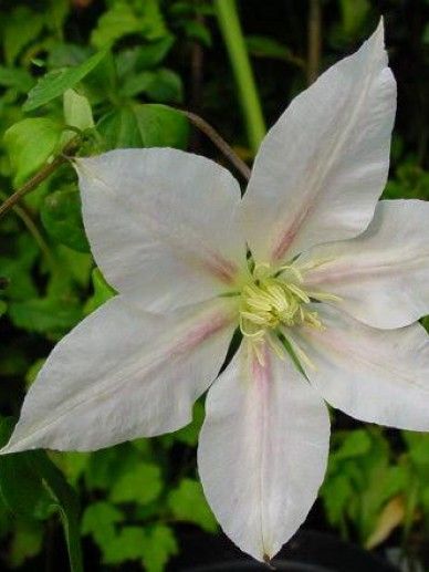 Clematis ‘Andromeda’ (PATENS/WIT-ROZE)