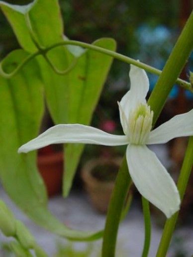 Clematis ‘Little White Charm’ (ARMANDII/WIT)