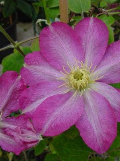 Clematis ‘Asao’ (PATENS/ROOD)