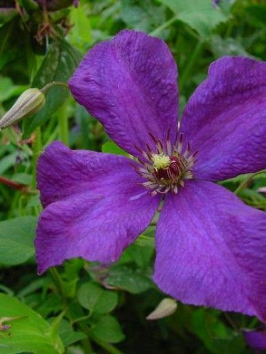 Clematis ‘Blue Belle’ (VITICELLA/PAARS)