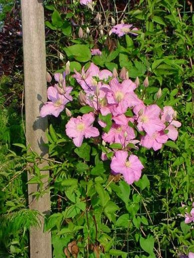 Clematis ‘Etoile de Malicorne’ (PATENS/PAARS/ROOD)