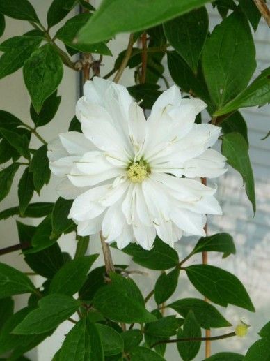 Clematis ‘Denny’s Double’ (PATENS/BLAUW)