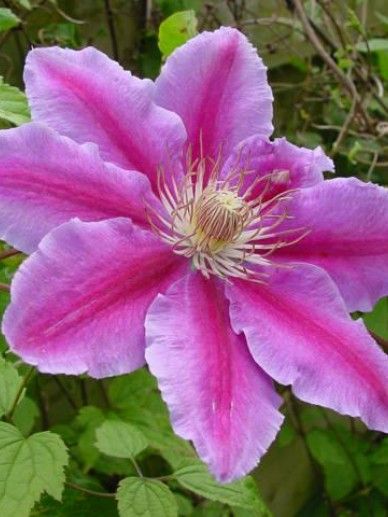 Clematis ‘Dr Ruppel’ (PATENS/ROZE/ROOD)