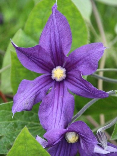 Clematis ‘Crepuscule’ (BONSTEDTII)