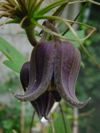 Clematis fusca (PAARS)