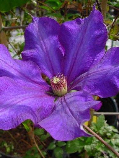 Clematis ‘Baby Star’ (PATENS/WIT)