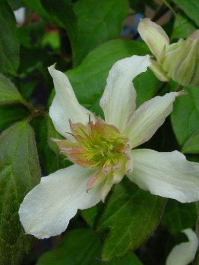 Clematis ‘Jenny Keay’ (MONTANA/WIT)