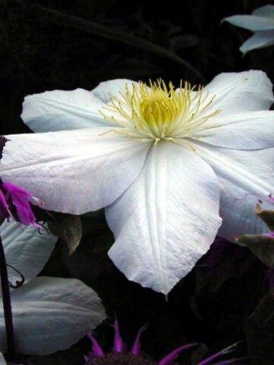 Clematis ‘Madame Le Coultre’ (PATENS/WIT)