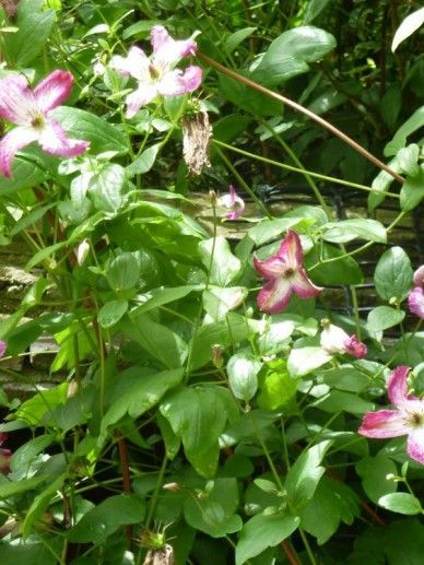 Clematis ‘Minuet’ (VITICELLA/PAARS/WIT)