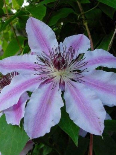 Clematis ‘Nelly Moser’ (PATENS/WIT/ROZE)