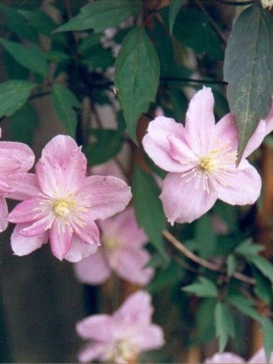 Clematis ‘Pink Passion’  (PATENS/ROZE)