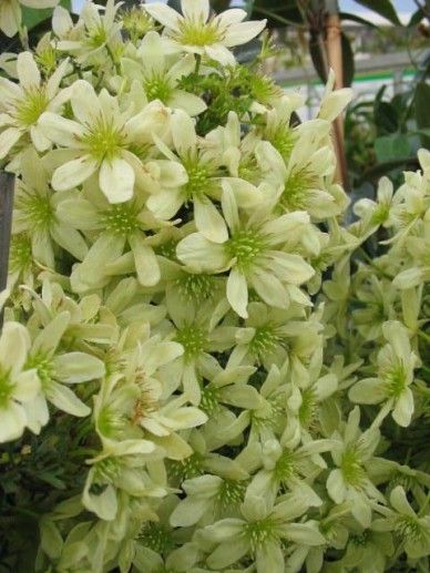 Clematis ‘Pixie’ (FOR/WIT)