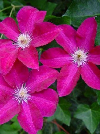 Clematis ‘Rouge Cardinal’ (PATENS/ROOD)