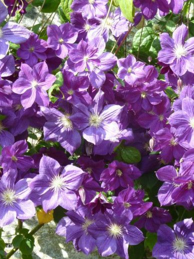 Clematis ‘Star of India’ (JACKMANII/PAARS)
