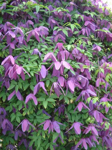 Clematis ‘Tage Lundell’ (ATRAGENE/PAARS)