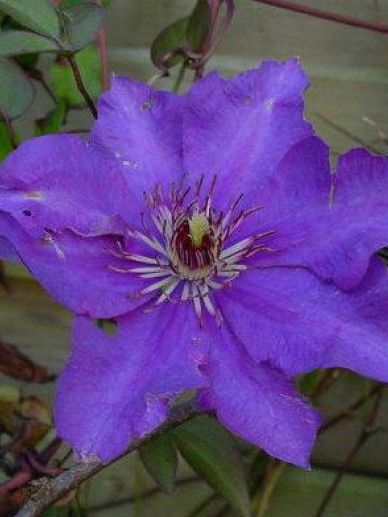 Clematis ‘The Bride’ (PATENS/WIT)
