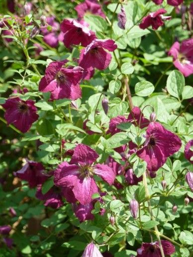 Clematis ‘Rubra’ (VITICELLA/ROOD)