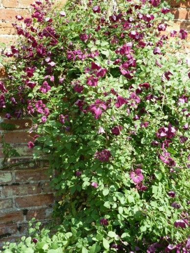 Clematis ‘Rosalyn’  (VITICELLA/PAARS ROOD)