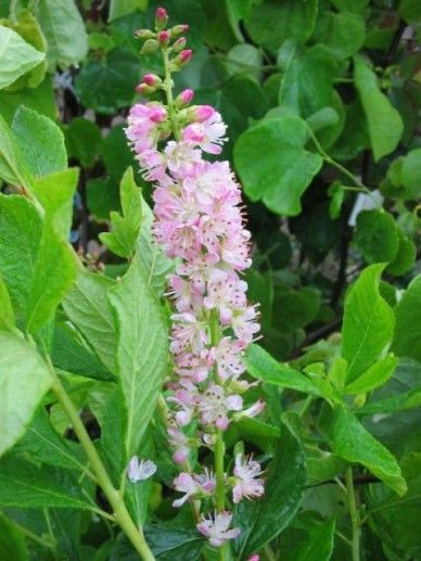 Clethra aln. ‘Ruby Spice’