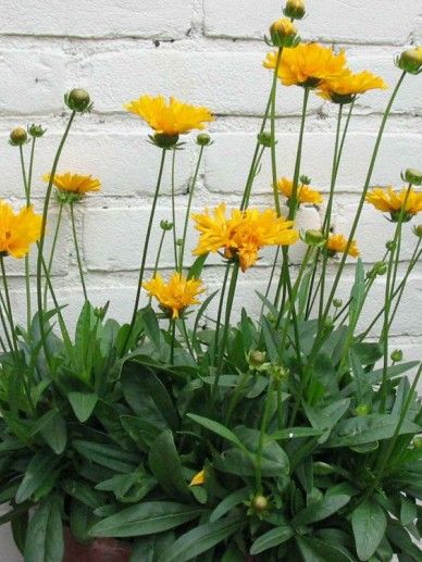 Coreopsis gra. ‘Sonnekind’